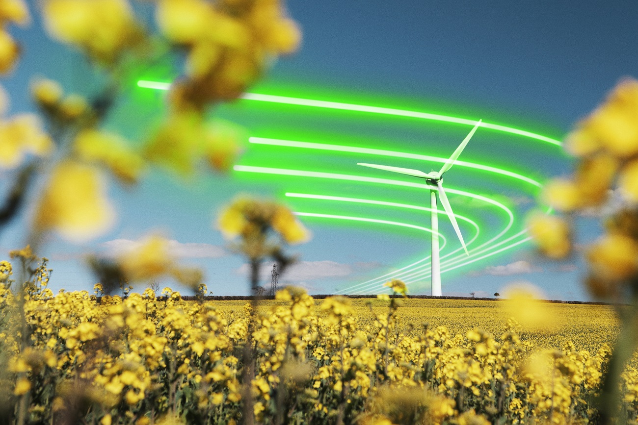 Wind turbine in rapeseed field